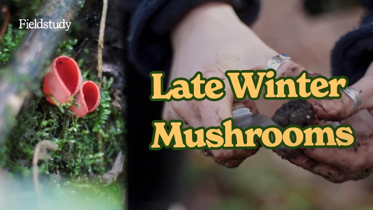 February Foraging - Discovering Wild Edibles UK 🌿