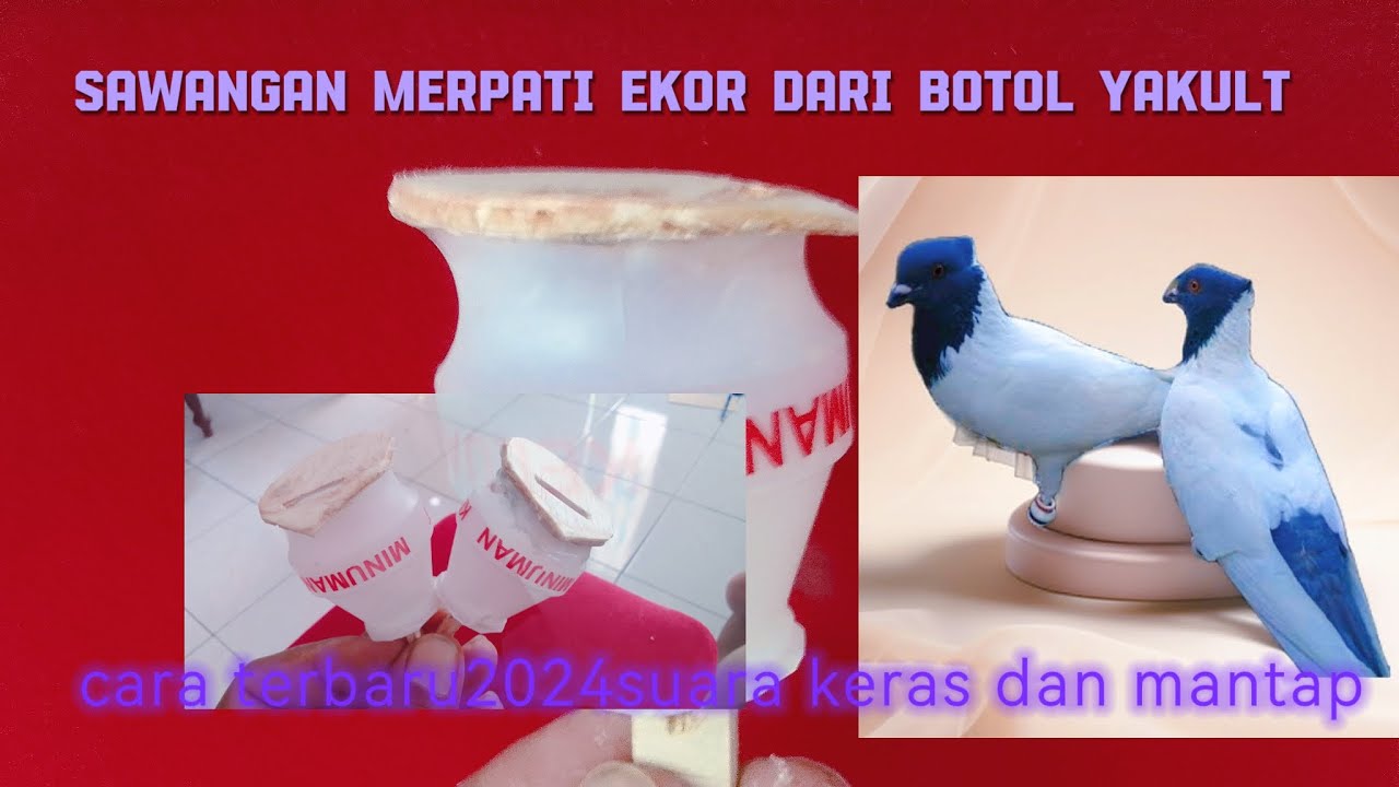 Sawangan seviral #cara terbaru membuat sawangan merpati ekor dari botol yakult suara super keras