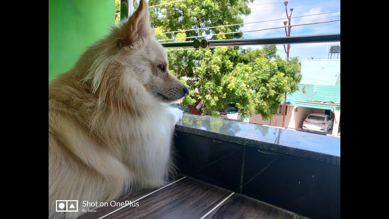 Our Pet🐾|| Tindu 🐕
