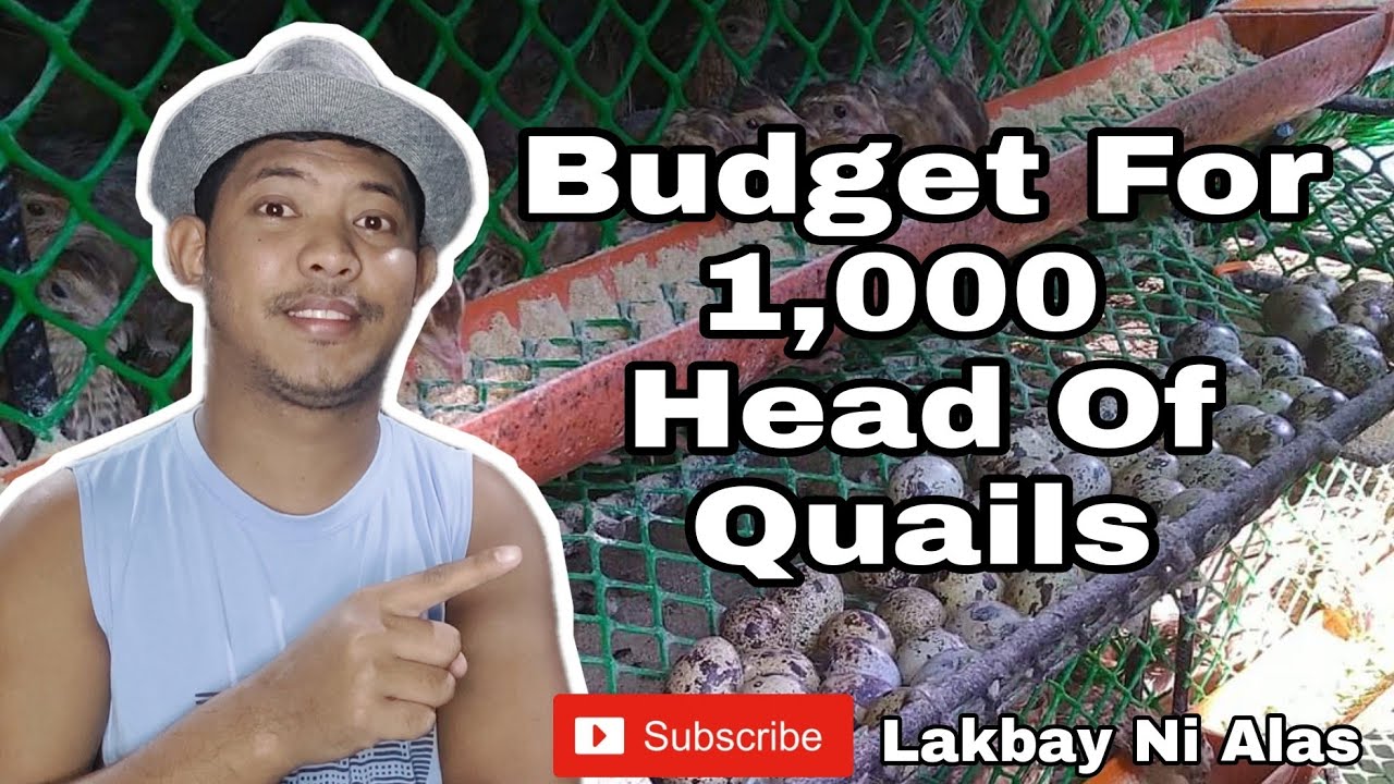 Quail Farming | How Much Budget Is Needed To Start A Quail Farm Business? | Guide And Tips
