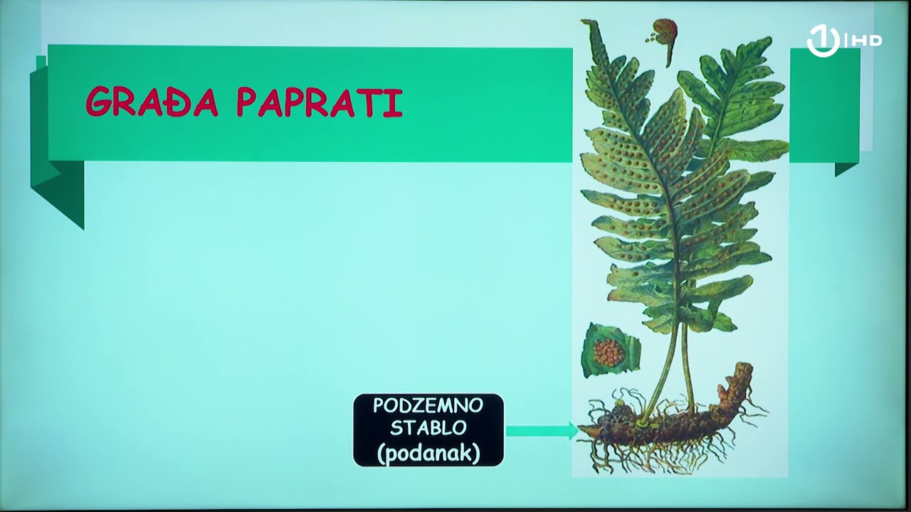 Domaća zadaća za 6. razred: Biologija - Papratnjače