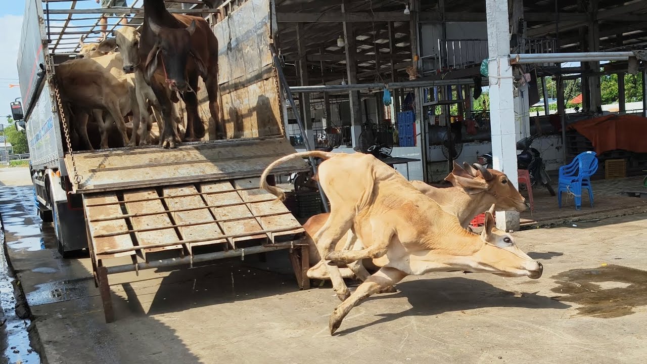 Cận cảnh bò xuống xe vô chuồng 