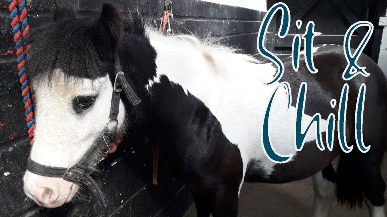 Sit & Chill With A Rescue Pony 🐴 | Relaxing Animal Ambience For Stress & Anxiety 😌