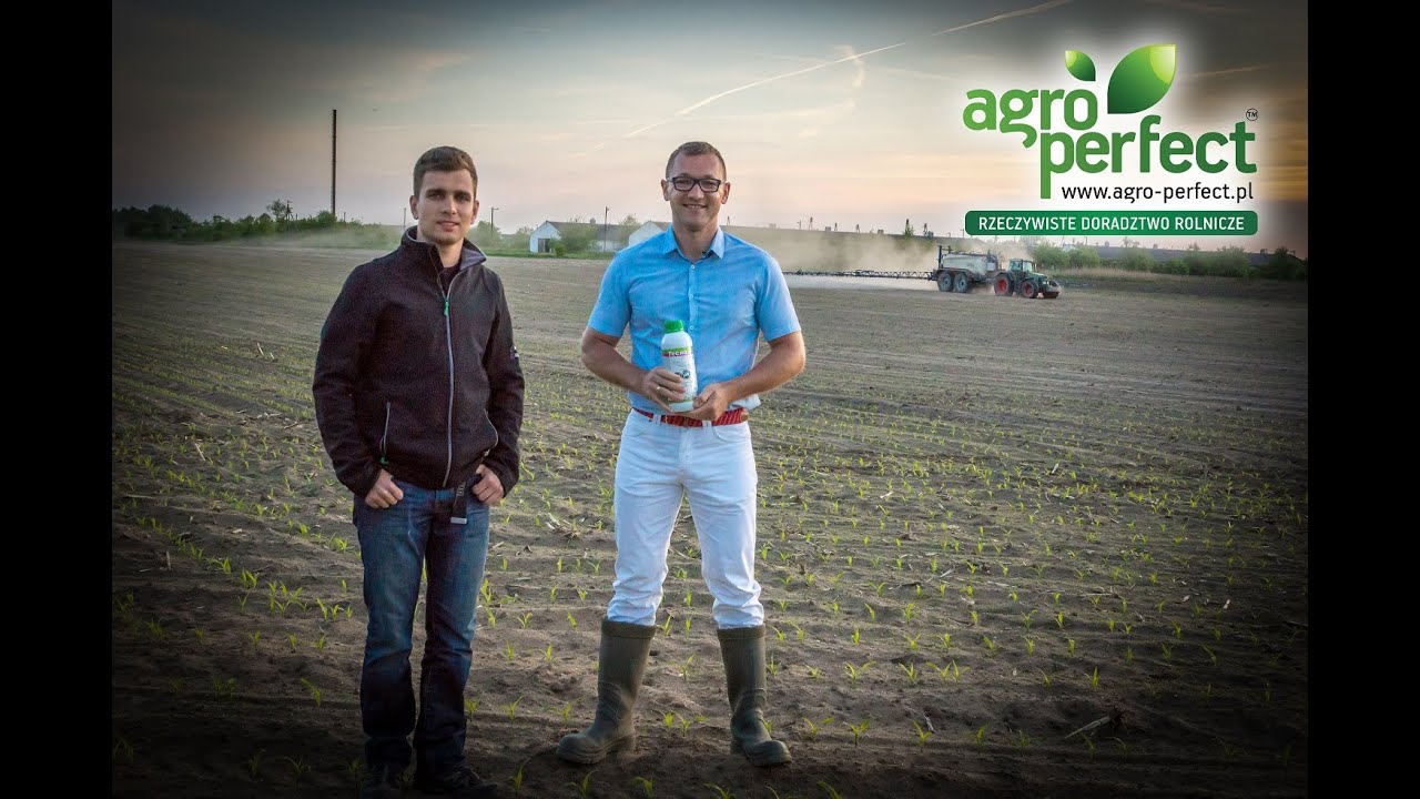 AGRO-PERFECT Bydgoszcz Piotr Matejka Kukurydza