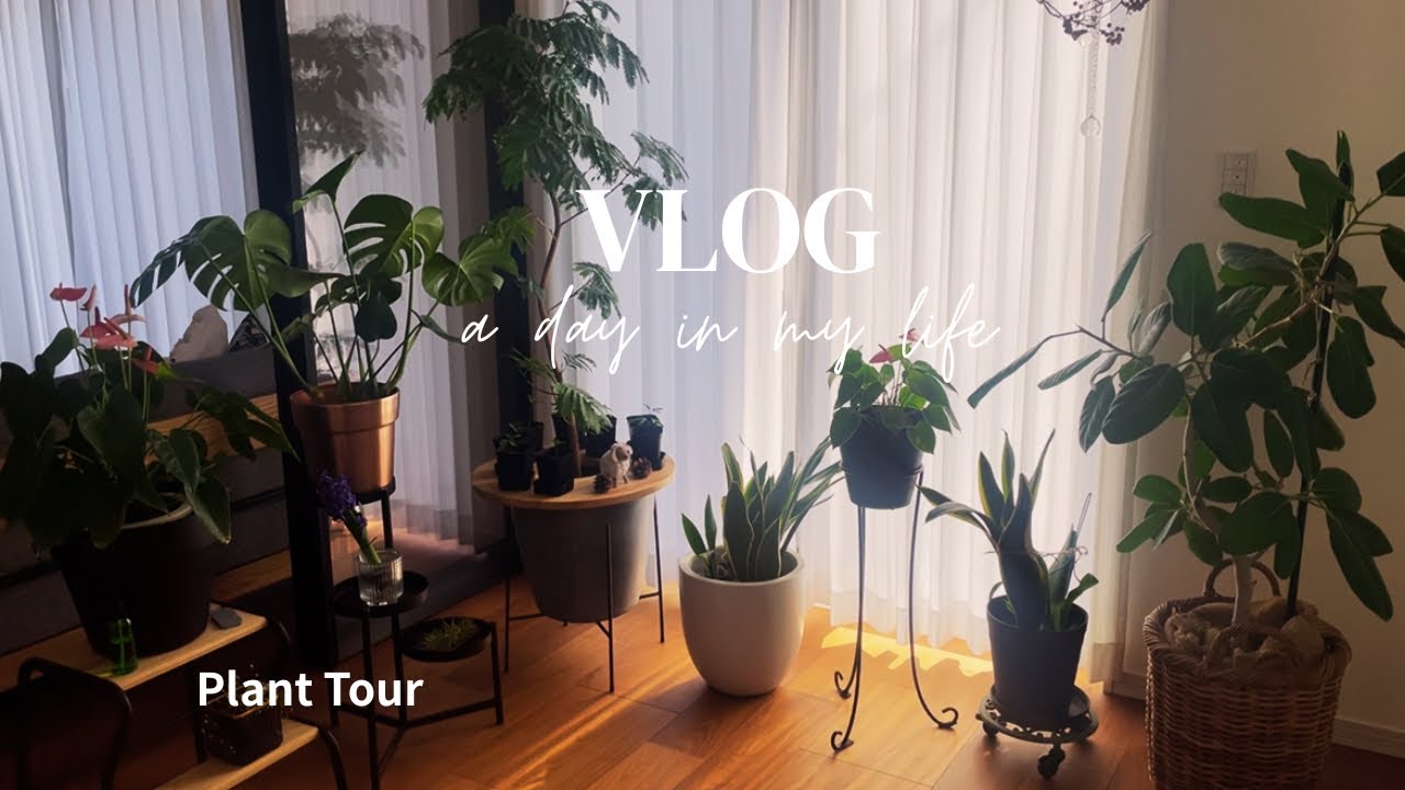 #57【日常を楽しむ暮らし】リビングを彩る植物🌱小さな幸せ/５０代/娘と二人暮らし/入院中の夫を待ちながら日々の暮らしに笑顔を探す。