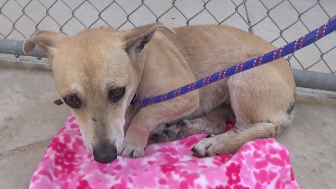 Sweet Scared Maggie May Needs Rescue by Oct. 13th!
