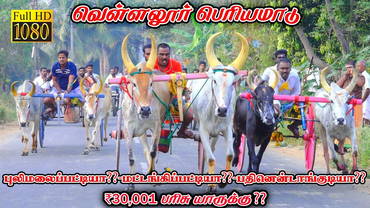 வெள்ளலூர் பெரியமாடு-பந்தயம்_08.03.2026_V_Photography