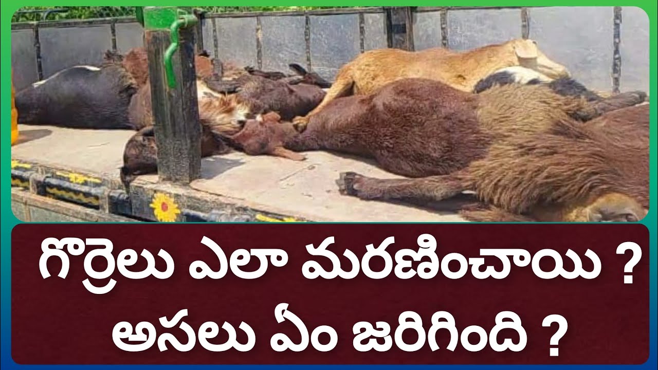 గొర్రెలు ఎలా మరణించాయి ? అసలు ఏం జరిగింది ?