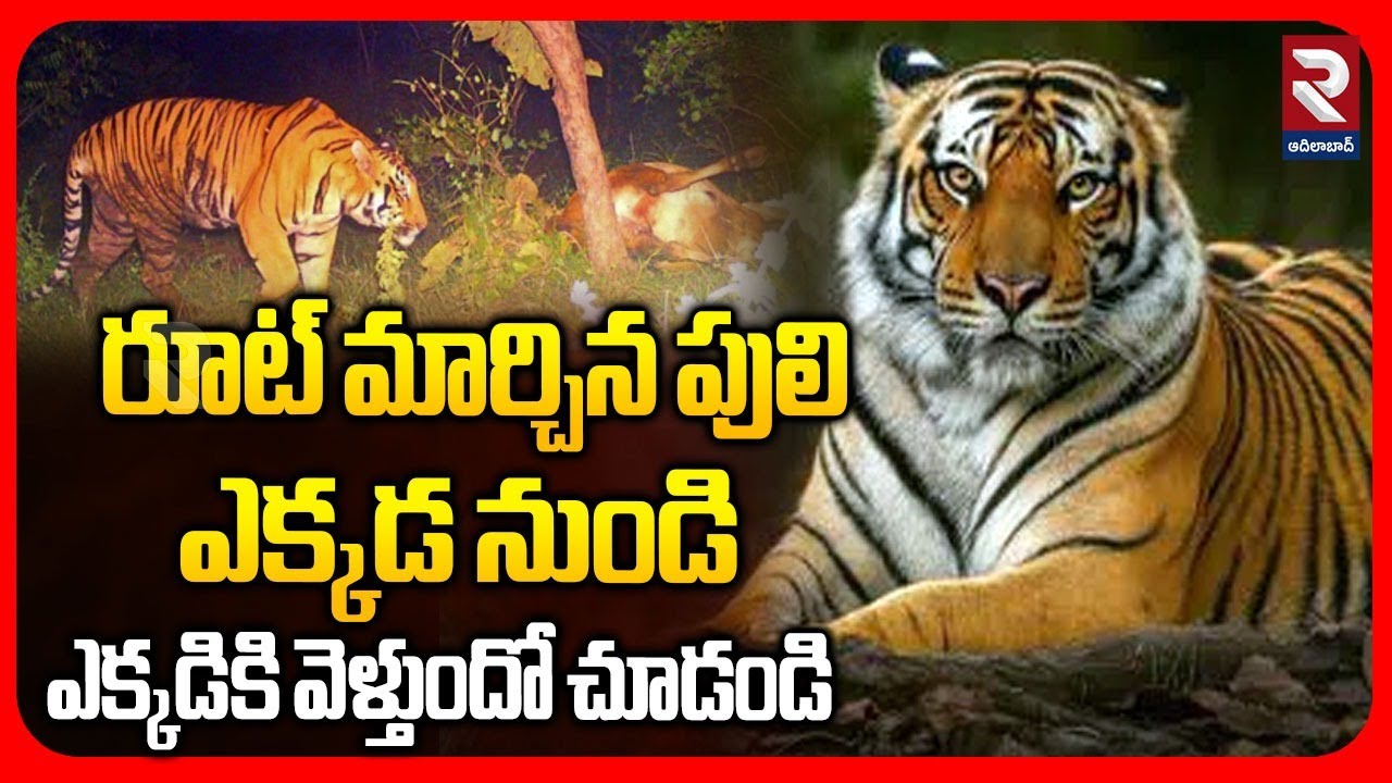 BIG Tiger Hulchul In Siddipet | రూట్ మార్చిన పులి ఎక్కడ నుండి  ఎక్కడికి వెళ్తుందో చూడండి | RTV