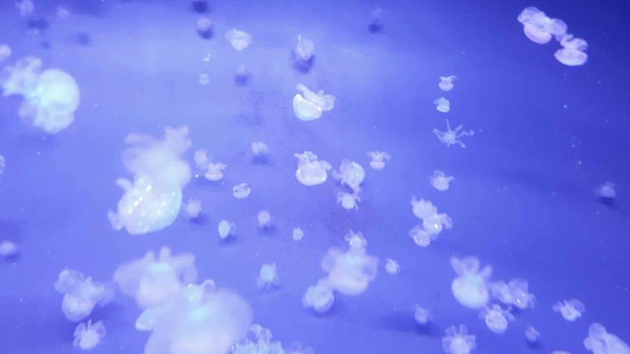 Rustmomentje JEHCoaching jellyfish
