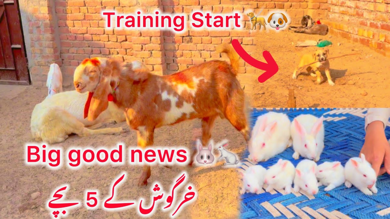 Cute Rabbit Family 🐰❤️ 5 Baby Rabbits | Daily Farm Vlog | Barkat Farm
