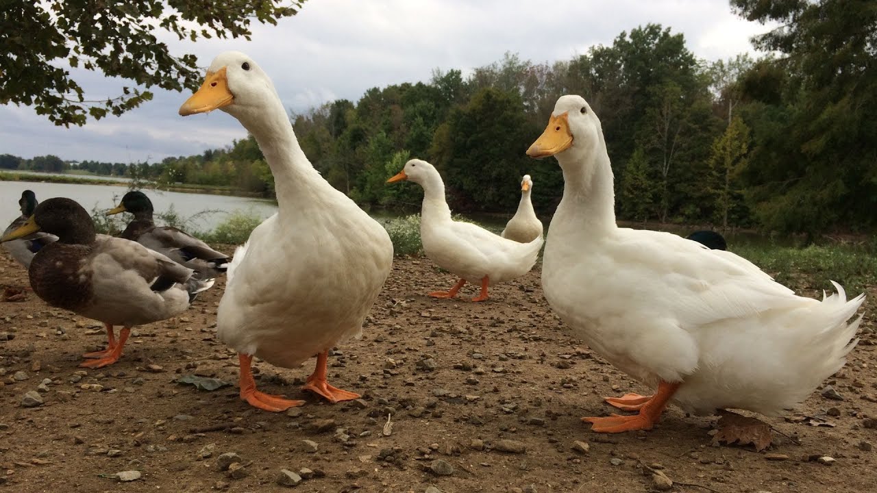 5 Cosas Que Debes Saber Si Quieres Tener PATOS