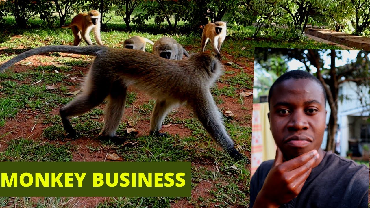Monkey Invasion