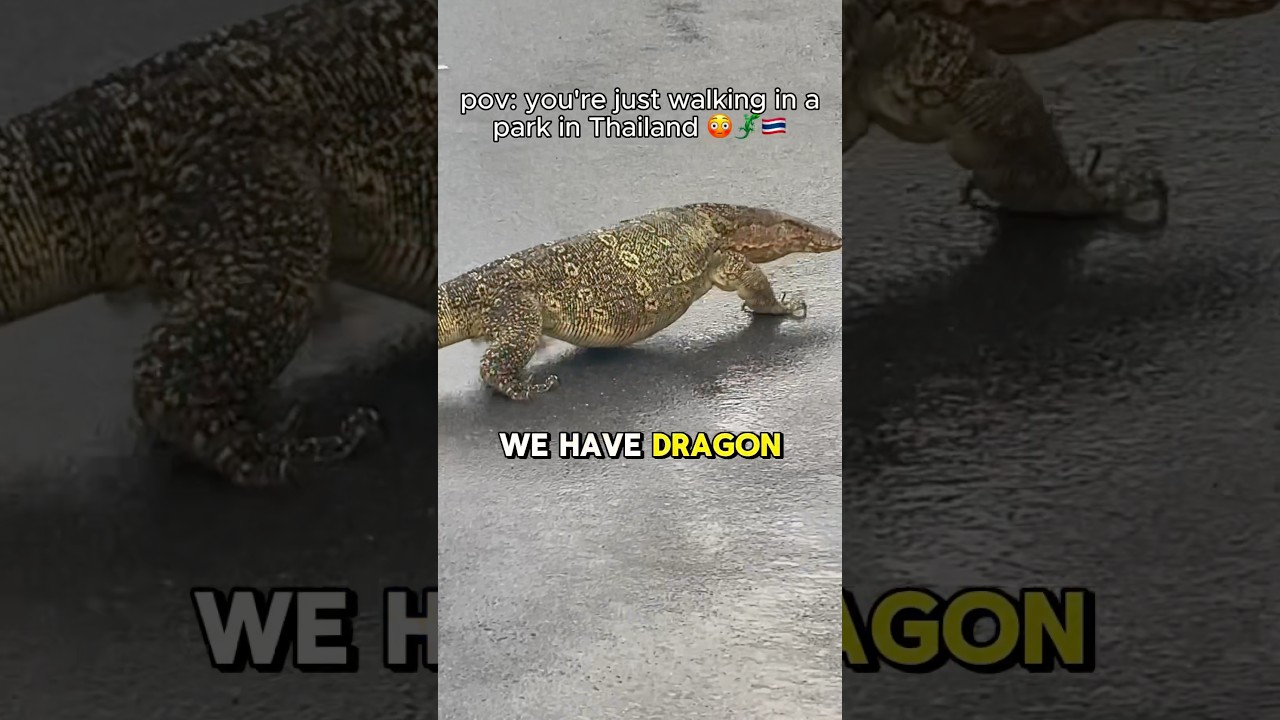 Normal Day in Thailand 🇹🇭💀🐉