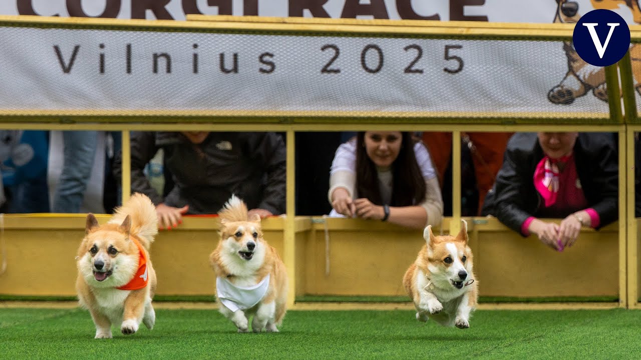 Las divertidas carreras de corgis de la Corgi Race Vilnius 2025