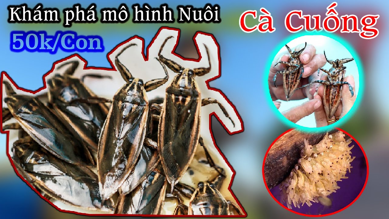 M&ocirc; h&igrave;nh nu&ocirc;i C&agrave; Cuống - Hướng đi mới cho nh&agrave; n&ocirc;ng
