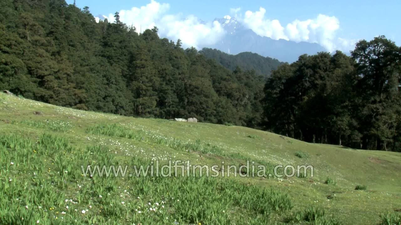 Gorson meadows covered with Iris kemaonensis, Uttarakhand