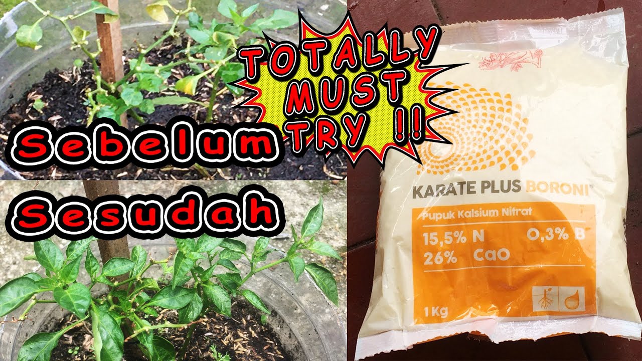 Pupuk Karate Plus Boroni - Tanaman yg rusak jadi beres