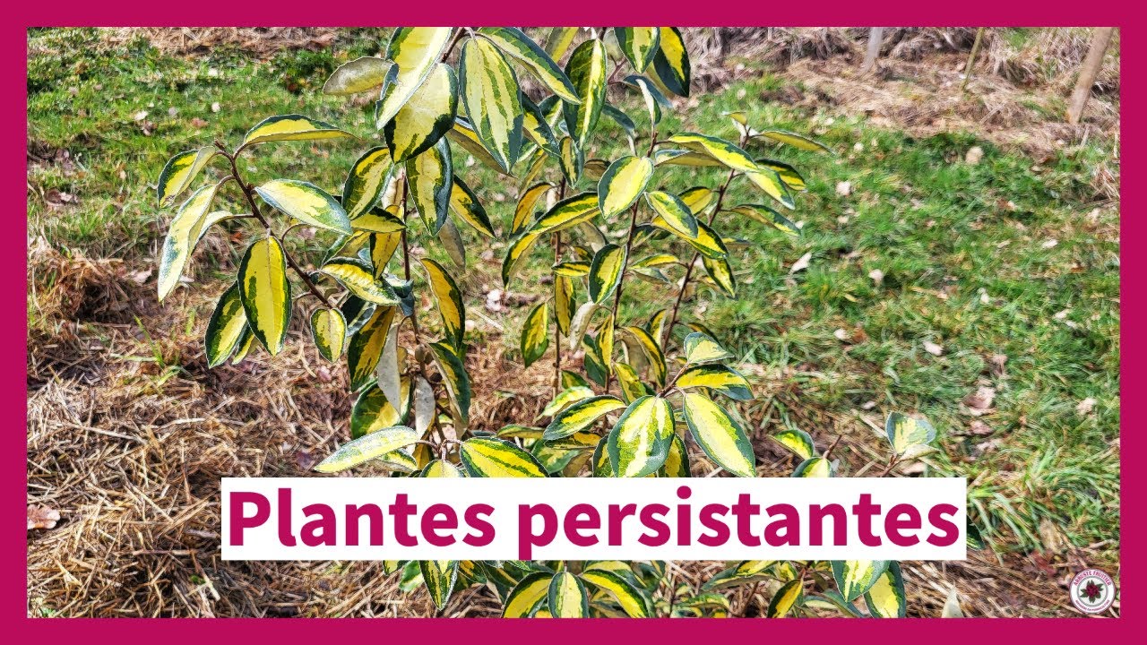 Les plantes à feuillage persistant dans le jardin-forêt