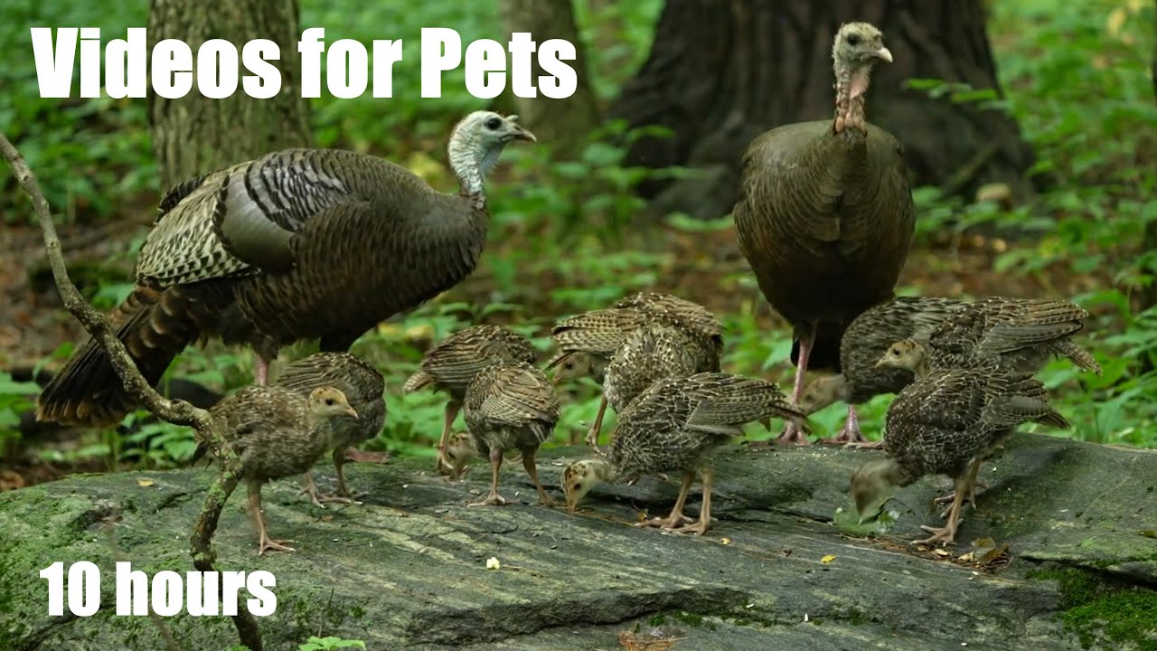 Baby Turkeys and Family Feasting in the Forest - 10 Hour Cat TV for Pets and People - July 19, 2024