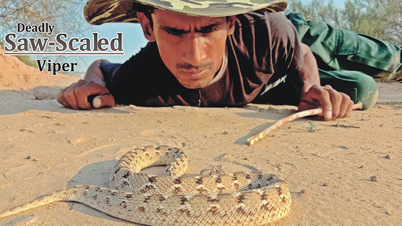 Saw-Scaled Viper