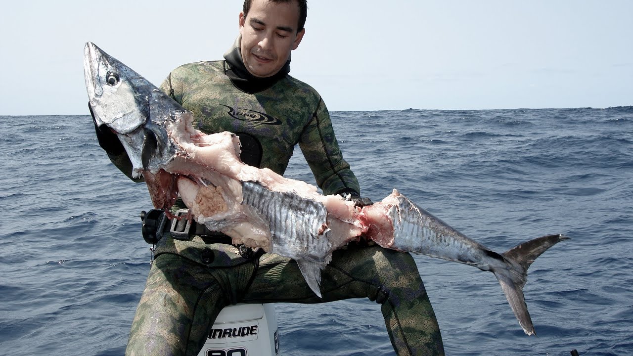 Spearfishing - Sharks Attack Spanish Mackerel (Underwater Ally Adventures)