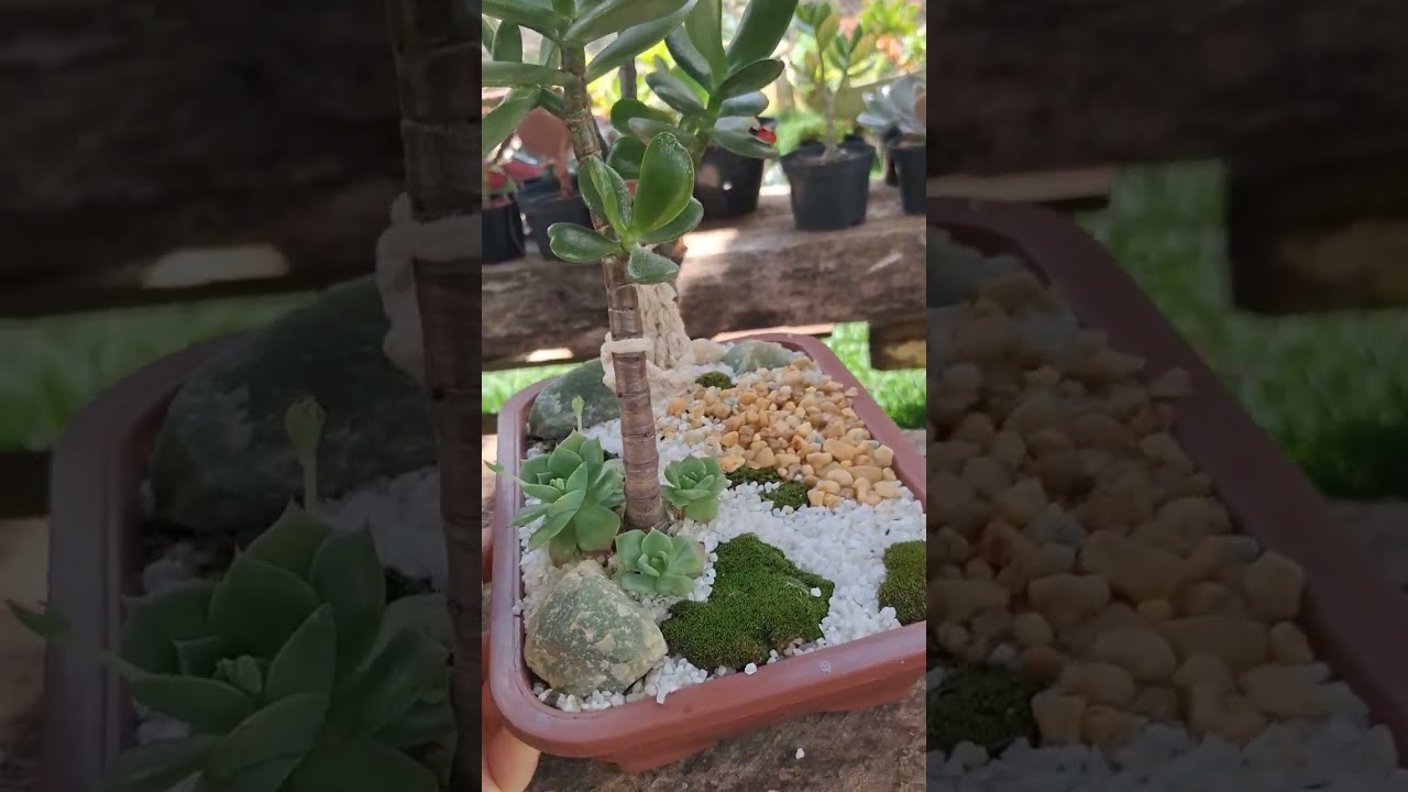 Suculentas no meu jardim. 