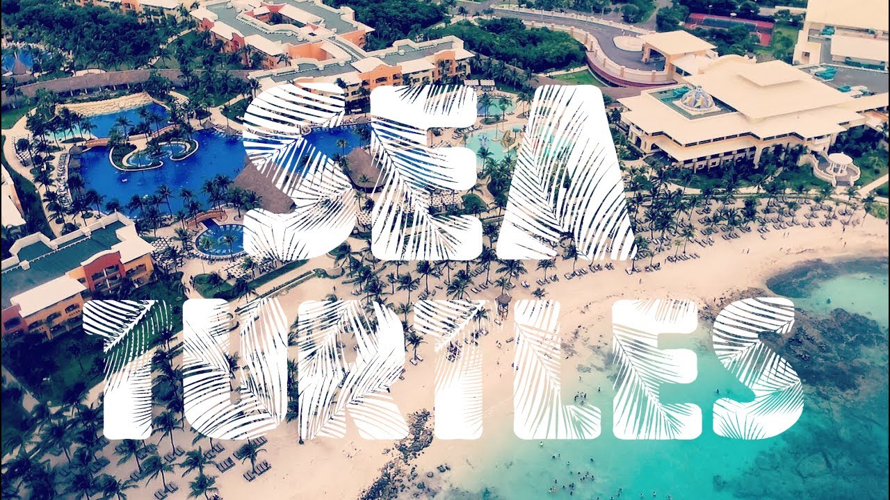 Where To Find Sea Turtles At The Barcelo Maya Palace Beach (Drone View Of The Turtles, Very Rare!!!)
