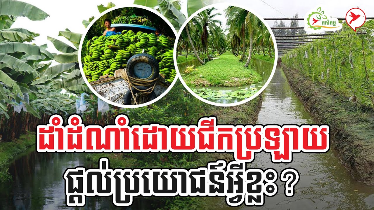 ដាំដំណាំដោយជីកប្រឡាយ ផ្ដល់ប្រយោជន៍អ្វីខ្លះ? | កម្មវិធីកសិកម្ម
