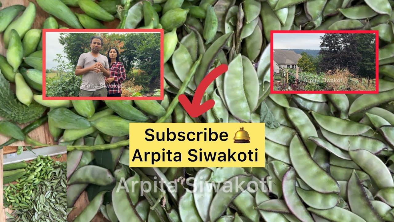 अमेरिकामा गजबको करेसाबारी Backyard Garden Tour 🍅🌽 | What We Growing This Season। 