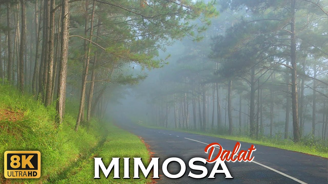 Đèo Mimosa Cung Đường Quanh Co Tuyệt Đẹp Đi Tới Đà Lạt Dần Bị Lãng Quên ?