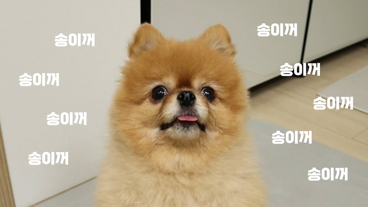 송이는 9끼를 한번에 먹는 숙녀에요