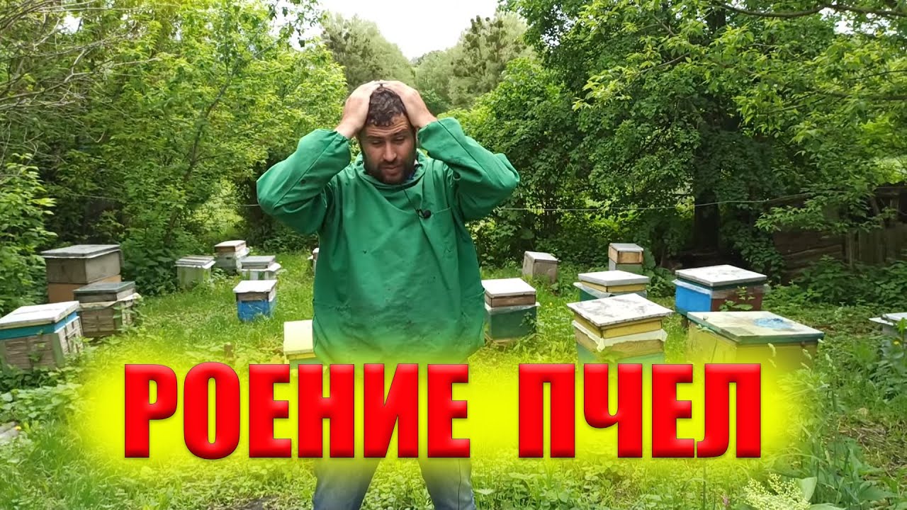 Все пчелы роятся, период роения пчел, признаки роения у пчел.Почему пчелы заходят в роевое состояние