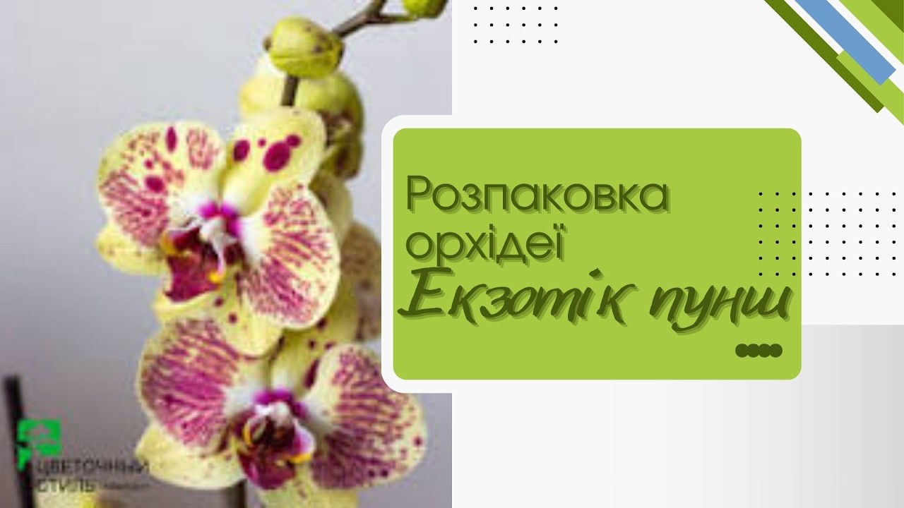 НОВА РОЗПАКОВКА. Орхідея ЕКЗОТІК ПУНШ