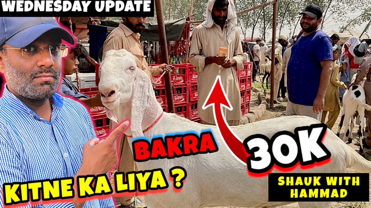 KITNE KA LIYA ? BAKRAY AA GAYE🔥QURBANI EID 2024 VIDEOS - BAKRA MANDI PAKISTAN 2024 VIDEOS