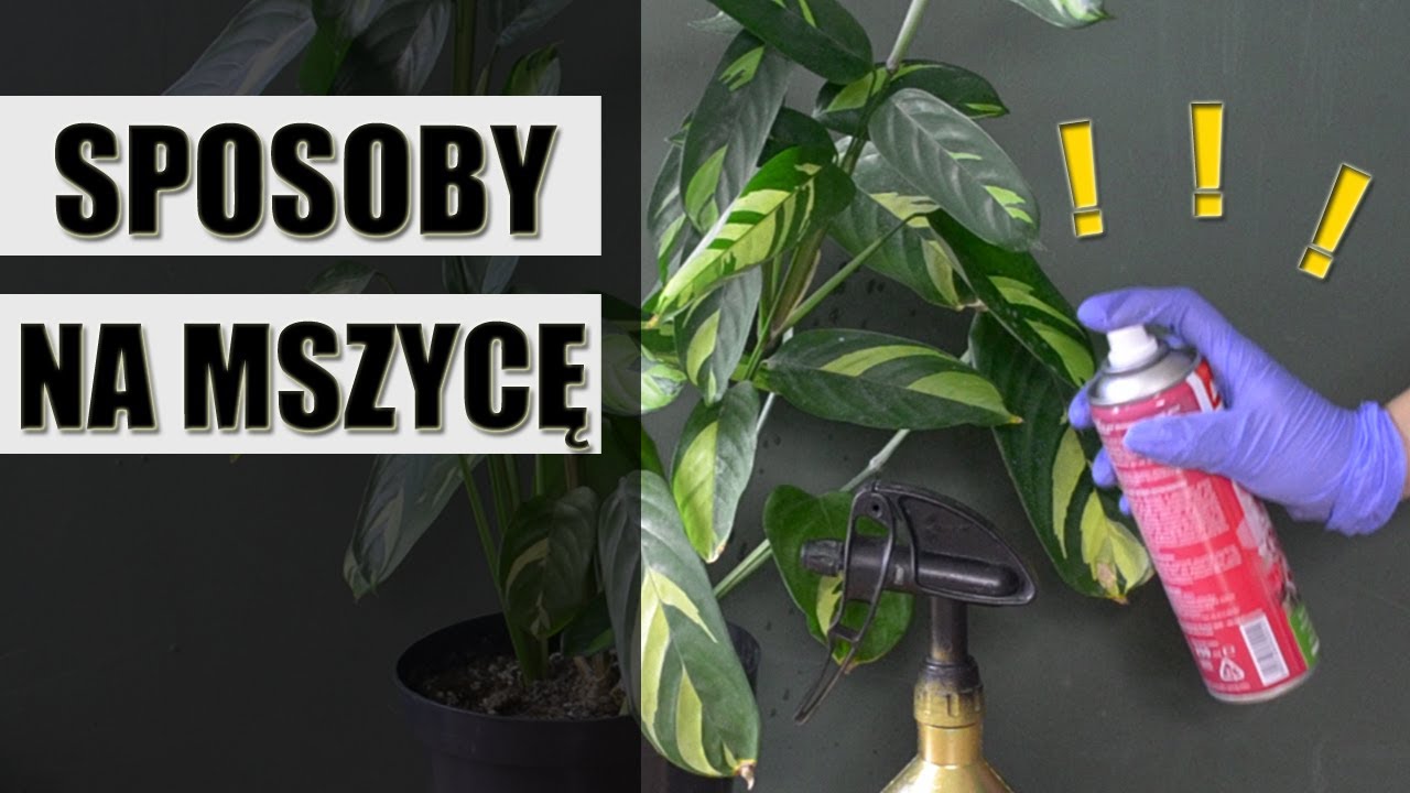 Jak skutecznie walczyć z MSZYCĄ ? Sposoby na mszycę