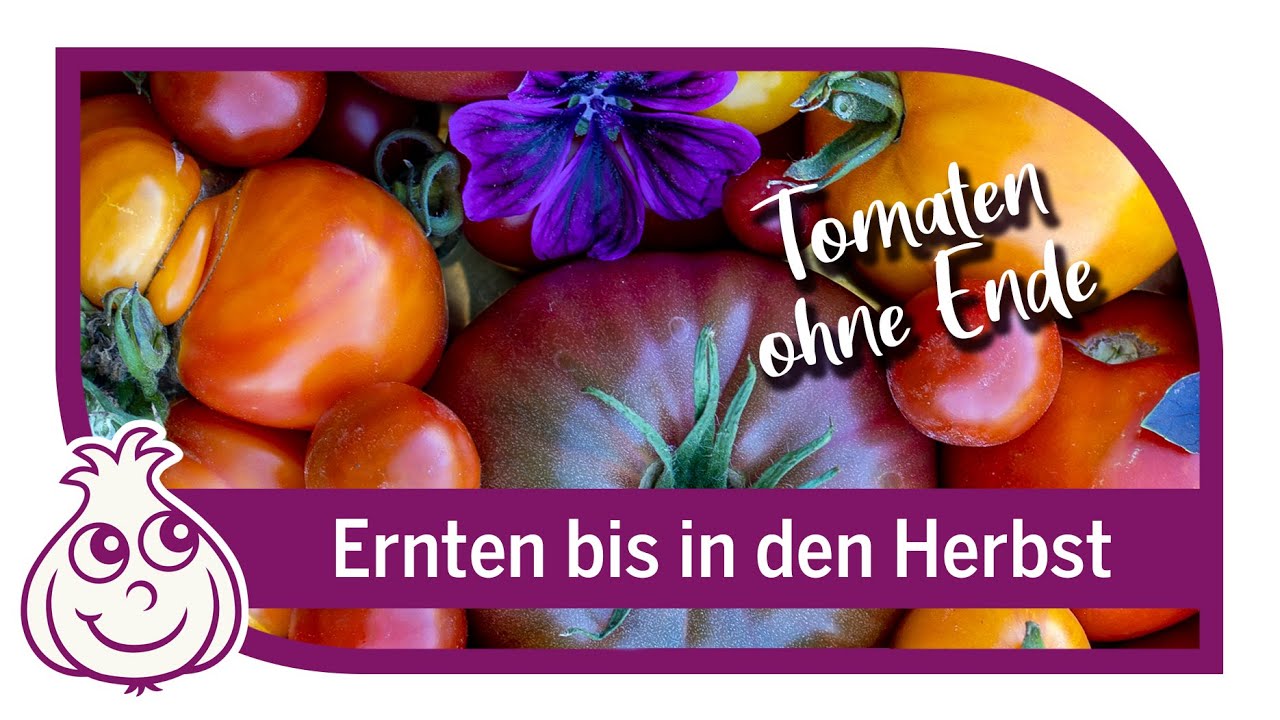 10 Tipps für gesunde Tomaten und eine lange Ernte bis in den Herbst