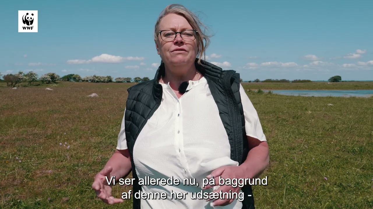 Uds&aelig;tning af okkergul pletvinge p&aring; Knudshoved Odde