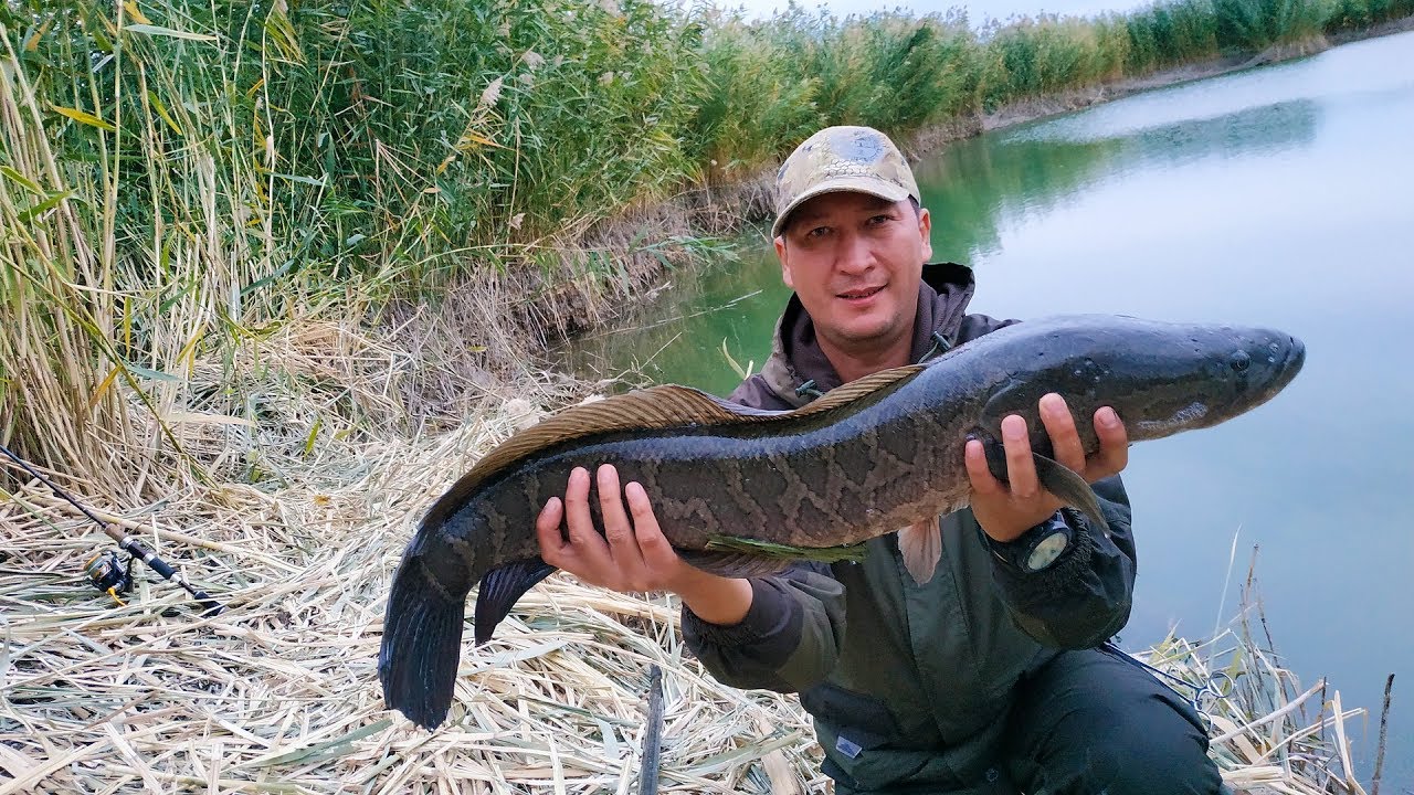 РЫБАЛКА. ЗМЕЕГОЛОВ. РЕКА ИЛИ КАЗАХСТАН. Fishing for Snakehead.