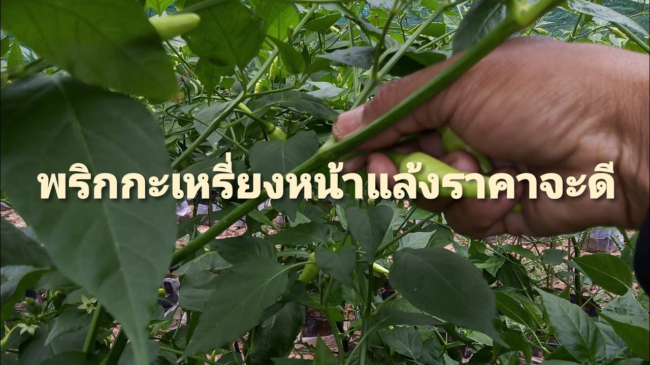 เพราะสาเหตุ​นี้หน้าแล้งพริกกะเหรี่ยงราคาดีมากปลูกตอนนี้ยังทันมั้ย