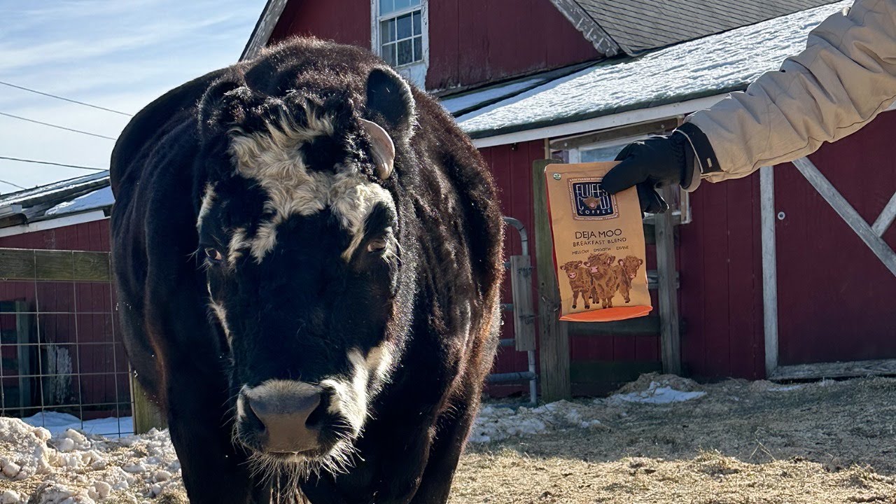 Fluffy Cow Coffee with Lewis Oliver Farm Sanctuary!