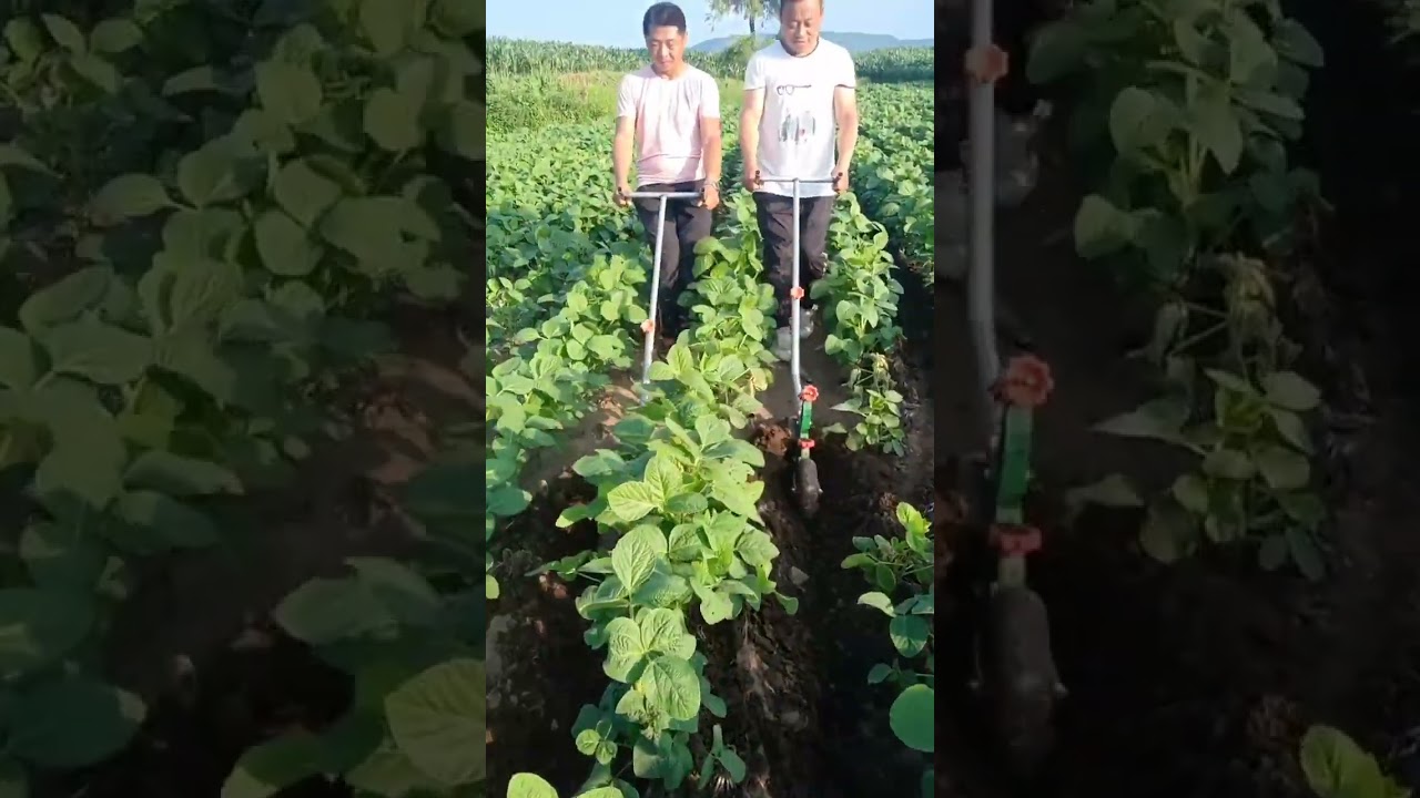 Rural Farmer is the destination #11794