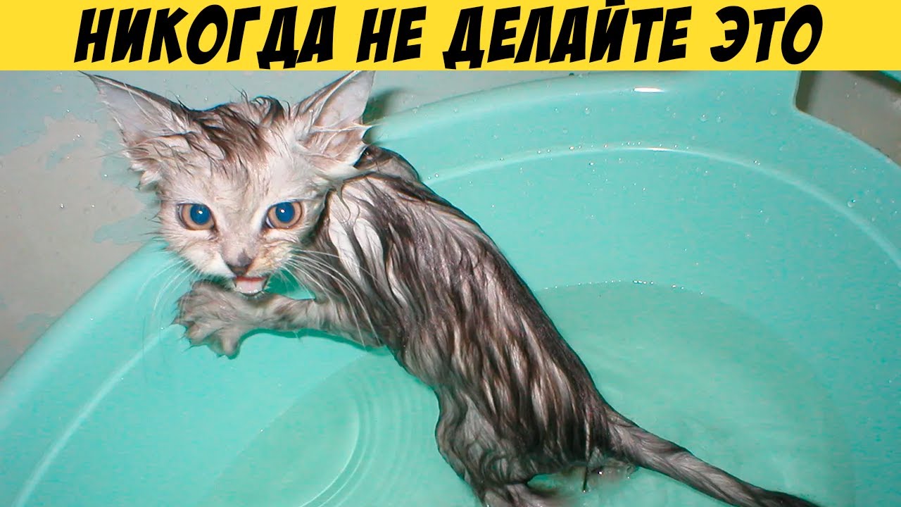 НИКОГДА НЕ ДЕЛАЙТЕ ЭТО С ВАШЕЙ КОШКОЙ! 12 вещей, которые она ненавидит