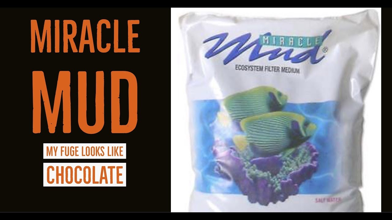 Adding Miracle Mud to my Miracles tank - My tank looks like Chocolate milk