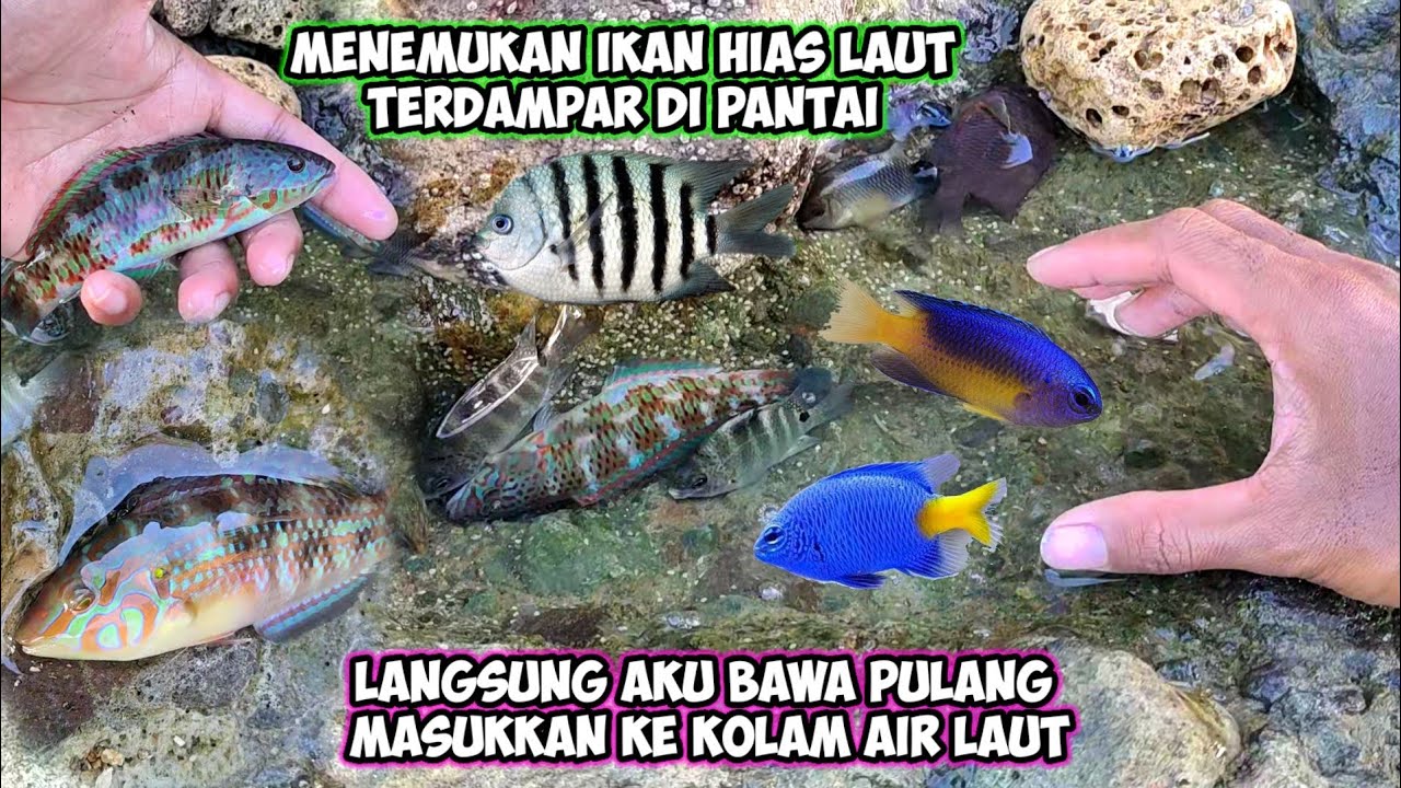 MENEMUKAN IKAN HIAS LAUT TERDAMPAR DI PANTAI LANGSUNG BAWA PULANG UNTUK KOLAM LAUT