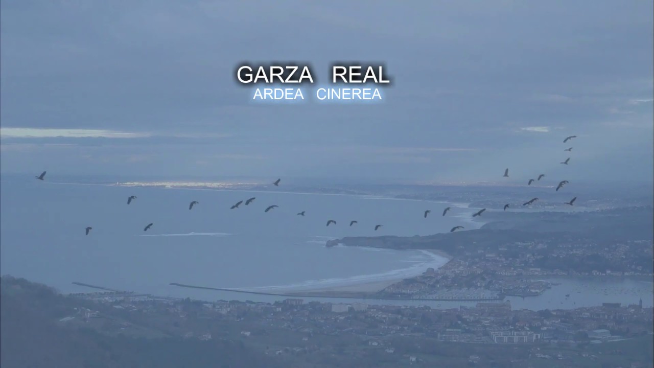 Migración otoñal o postnupcial. Garza Real.