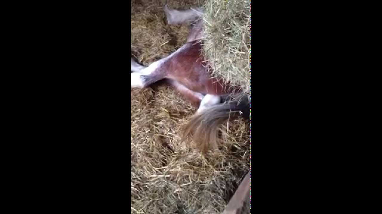 Horse Birth | STEP 2 | First appearance of a baby foal