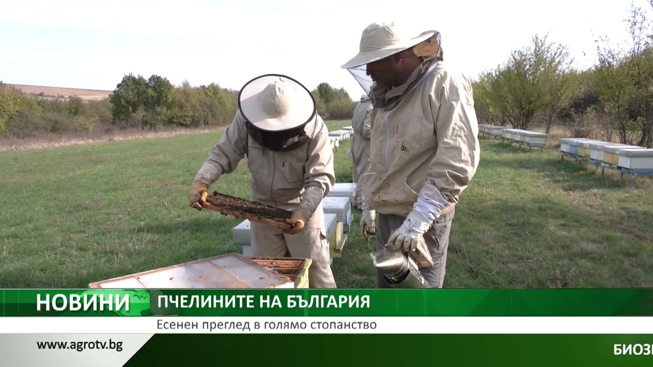 ПЧЕЛИНИТЕ НА БЪЛГАРИЯ: Есенен преглед в голямо стопанство