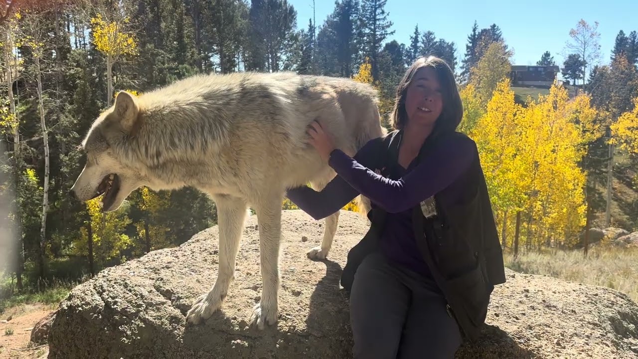 Wolf Talk - Oct 8, 2025 