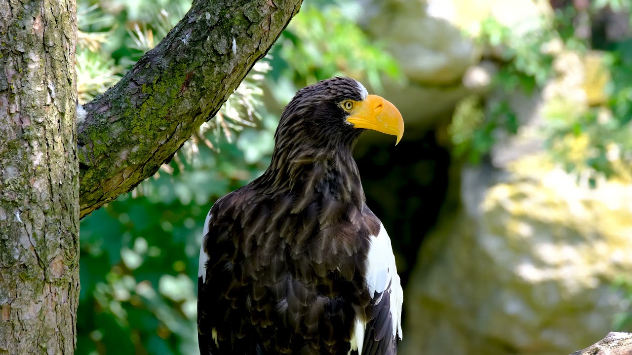 Steller's sea eagle